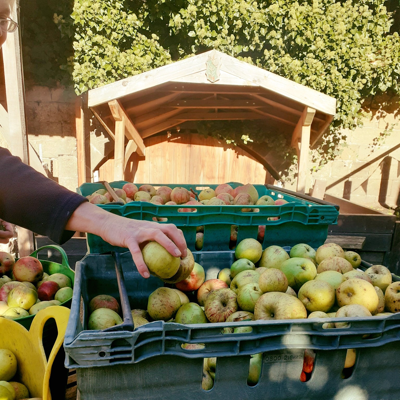 hand in box of apples