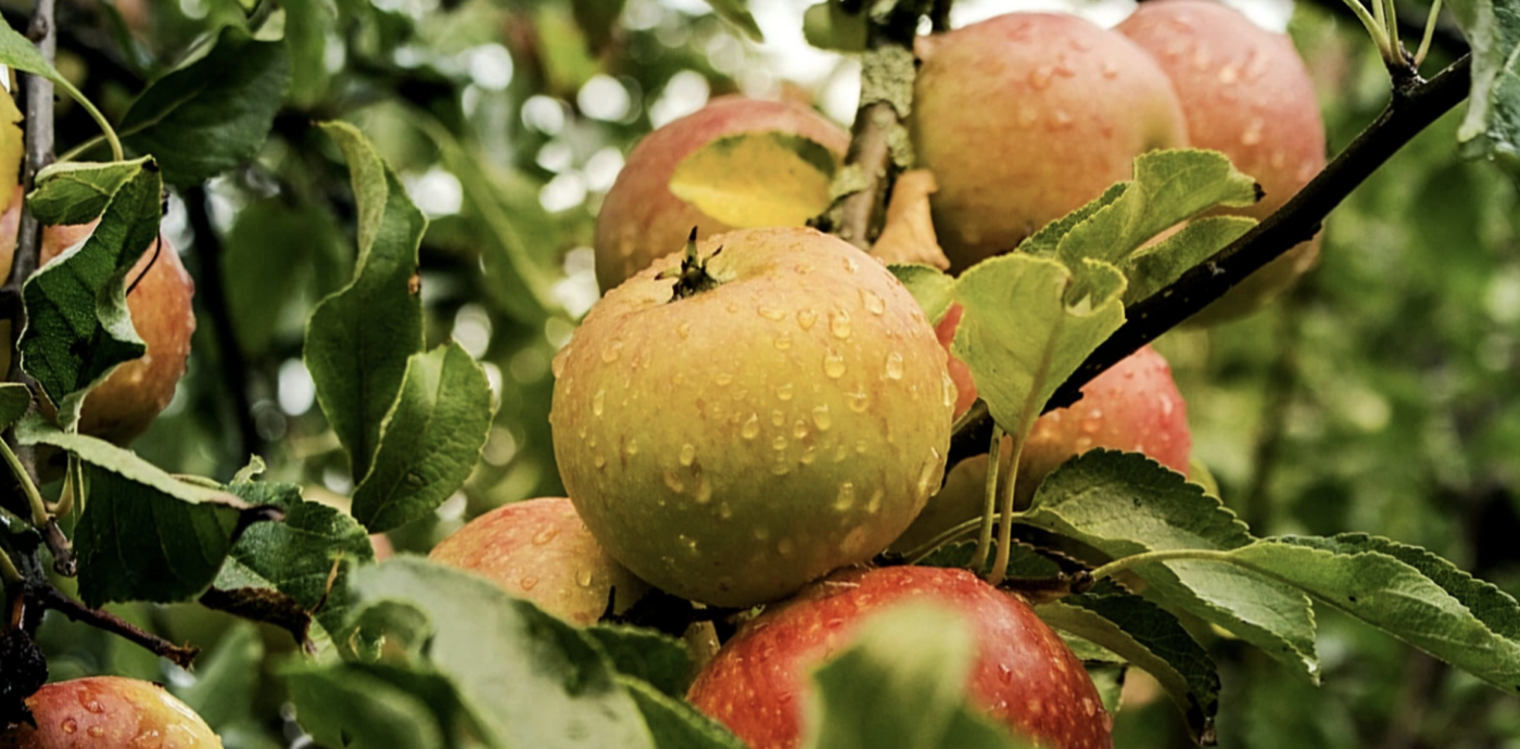 Apples on a tree