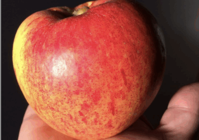 apple header apple in apersons hand