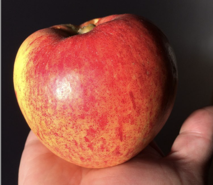 Join an Apple Day Near You