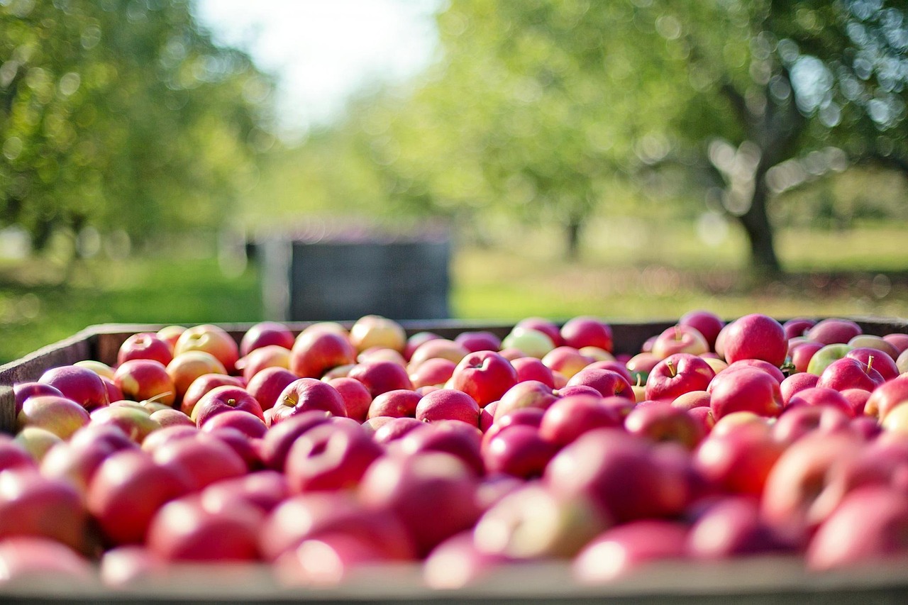 Apples red in a box in an orchard