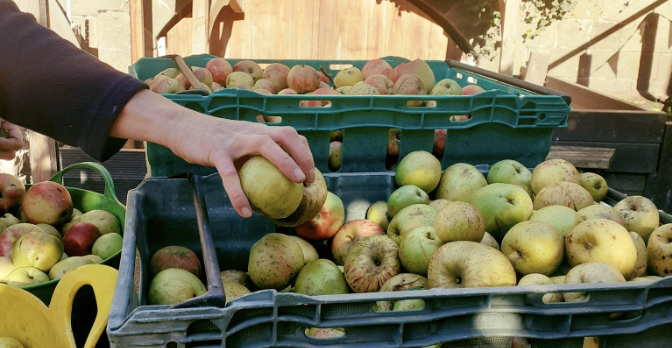apples and fruit growers hand picking up apples