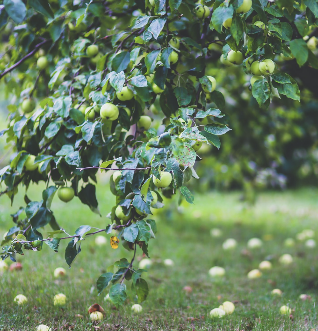 apples on a tree and fallen on grass