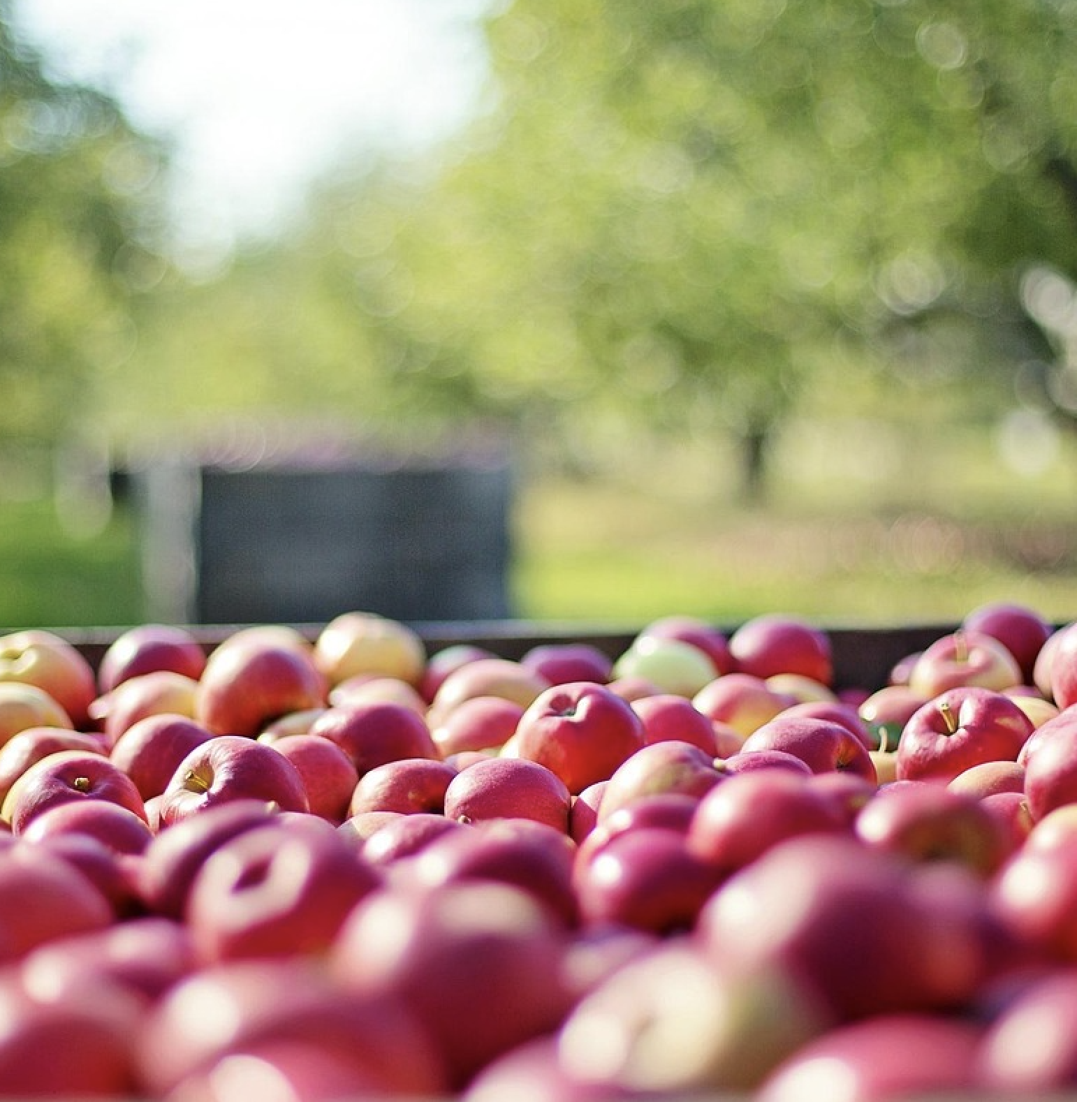 red apples