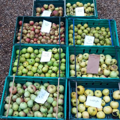 boxes of apples of various kinds and colours in crates