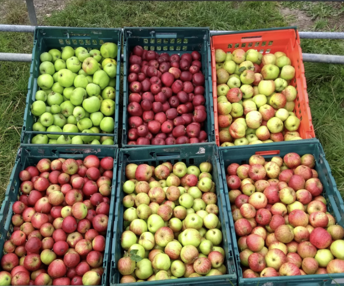 boxes of apples mixed colours
